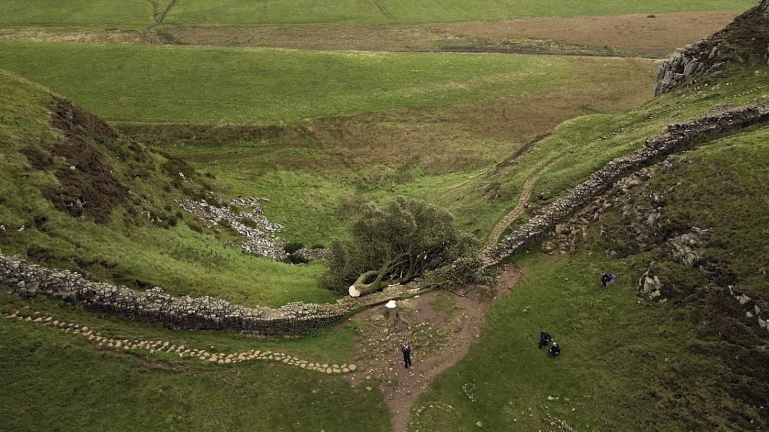 Der gefällte Sycamore Gap Baum ist am Hadrianswall in Northumberland zu sehen, 29. September 2023
