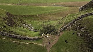 Der gefällte Sycamore Gap Baum ist am Hadrianswall in Northumberland zu sehen, 29. September 2023