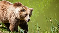 Grizzlybär geht am Teich entlang