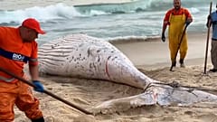 Screenshot - Toter Buckelwal an Strand von Rio entdeckt