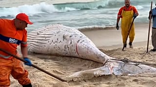 UNE BALEINE À BOSSE MORTE APPARAÎT SUR UNE PLAGE DE RIO