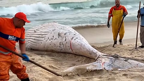 SCREENSHOT - Dead humpback whale appears in Rio's beach