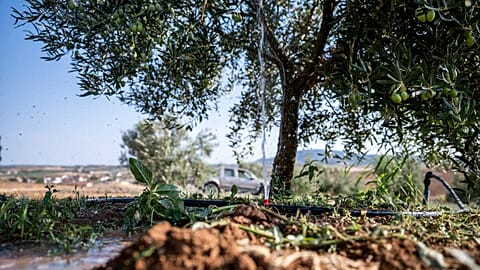 The study highlights how climate-driven food price spikes can aggravate public health risks and social unrest. 