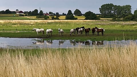 A vizes élőhelyek helyreállítása lassítja a globális felmelegedést és a biodiverzitás csökkenését