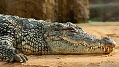 ARCHIVFOTO - Schwarzes Krokodil liegt auf dem Boden