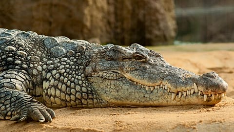 FILE PHOTO - Black Crocodlie Lying on Ground