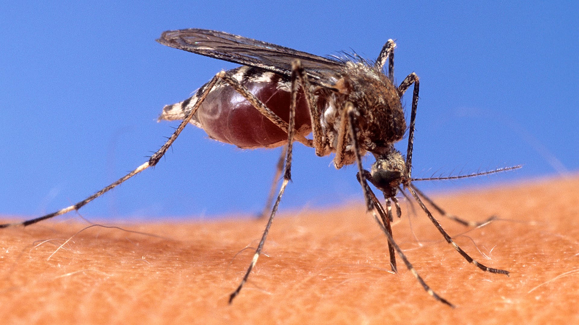 Italy reports 32 cases, including 2 deaths, from West Nile virus amid