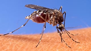 A Itália luta contra um surto do vírus do Nilo Ocidental na província de Latina (foto de arquivo do Serviço de Investigação Agrícola da Usda)