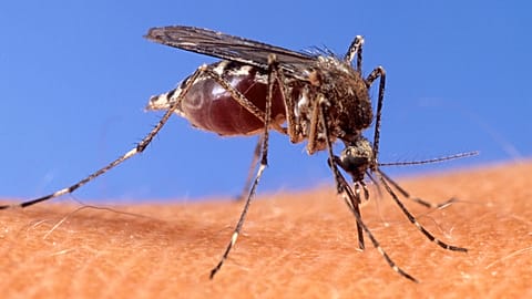 Italy grapples with a West Nile virus outbreak in the province of Latina (archive photo by the Usda Agricultural Research Service)