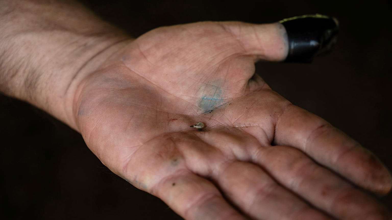 Çiftçilikle uğraşan Alfredo Chavez bir inekten çıkardığı larvayı gösteriyor, 23 Temmuz 2025