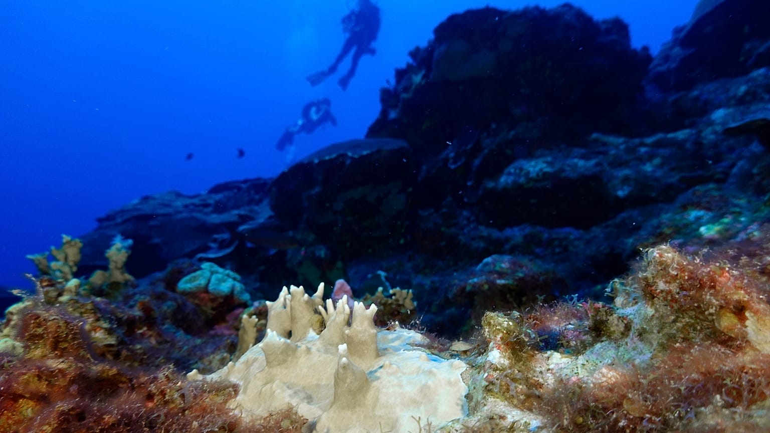 Scientists fear the oceans’ prolonged hotter state is now the ‘new normal’.