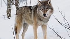 Canis lupus cinsi bir kurt