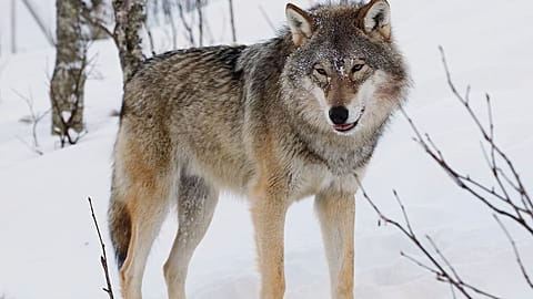 Canis lupus cinsi bir kurt