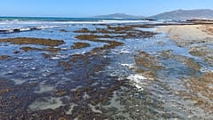 Der Strand El Balnerario in Tarifa ist von invasivem asiatischem Seegras befallen