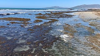 Playa El Balnerario en Tarifa infestada del alga invasora asiática