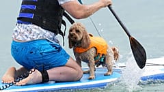 Her şey harika: Fotoğraflarla 2025 Birleşik Krallık Köpek Sörfü Şampiyonası 