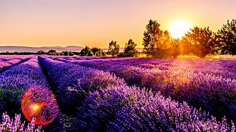 Brihuega’s lavender fields attracted more than 100,000 visitors in July alone.