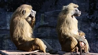Guinea baboons pictured at the Nürnberg Zoo, 3 October, 2014
