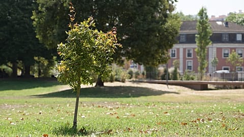 Greening cities: will the success or failure of the Green Deal be decided on our streets?