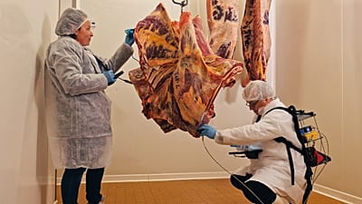 Donato Andueza bada tuszę wołową