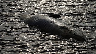Uma baleia morta flutua ao largo da costa em Buenos Aires, Argentina, terça-feira, 15 de julho de 2025