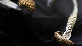 Mushrooms are shown at a US-based psilocybin service centre in August 2023.