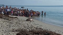 EINE SZENE - Eine Unechte Karettschildkröte namens Pennywise kriecht Richtung Ozean, während Zuschauer ihre Freilassung in Juno Beach, Florida, am Mittwoch, den 30. Juli 2025 beobachten.