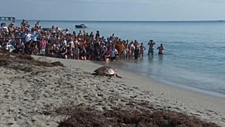 SCREENSHOT - A loggerhead sea turtle named Pennywise is seen crawling towards the ocean as spectators watch its release in Juno Beach, Fla., Wednesday, July 30, 2025