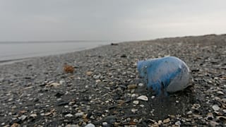 Um Homem-de-guerra português morto é visto na Ilha de Chandeleur, Laos, segunda-feira, 3 de maio de 2010.