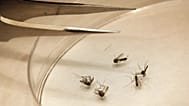 Insetti vettori West Nile