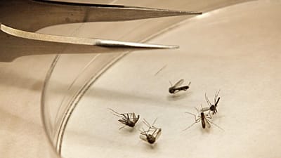 Insetti vettori West Nile