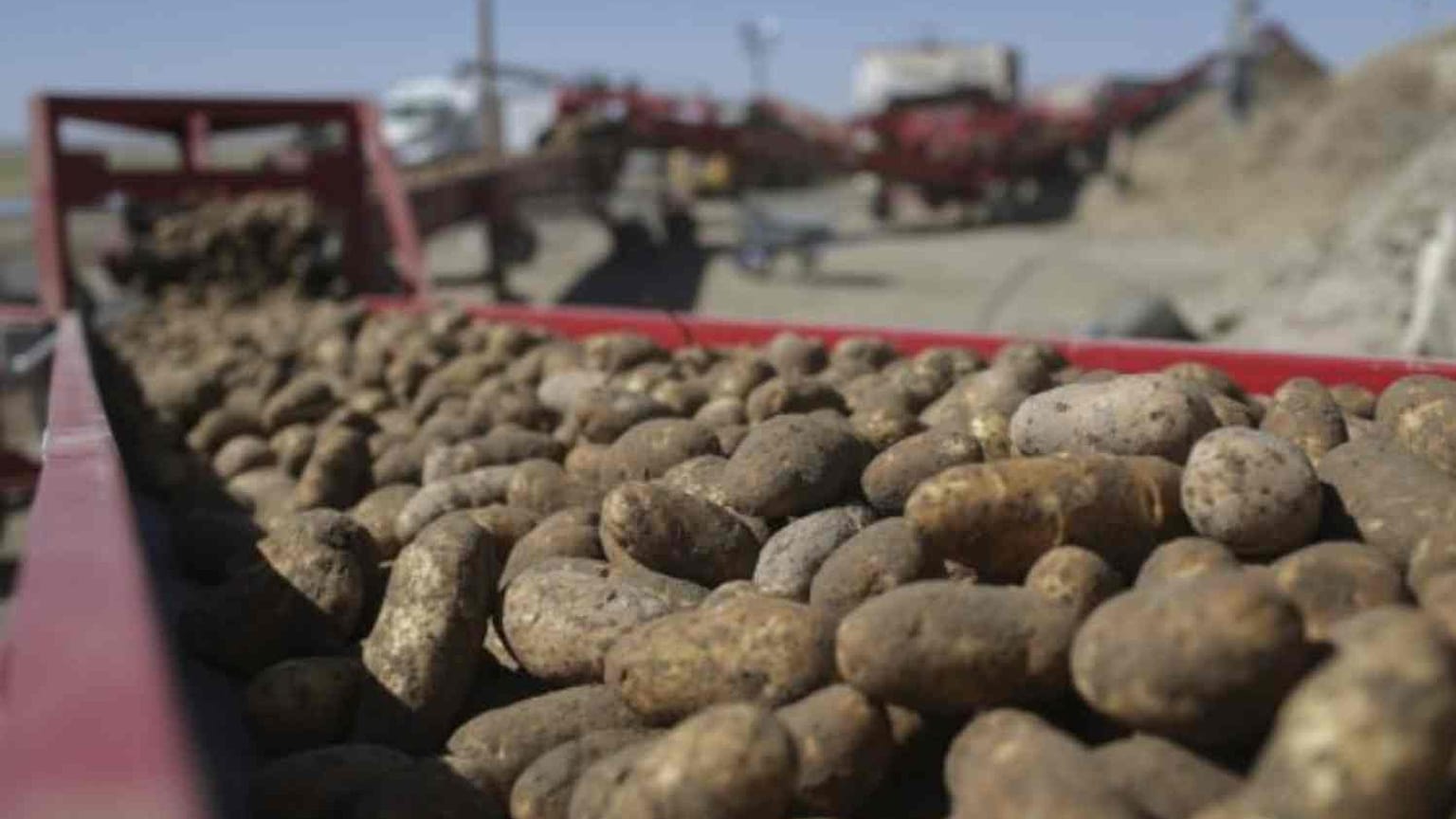 Patates