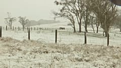 Cavalos em campos nevados, Ebor, Austrália, 2 de agosto de 2025.