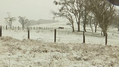 Horses in snowy fields, Ebor, Australia, 2 August, 2025.