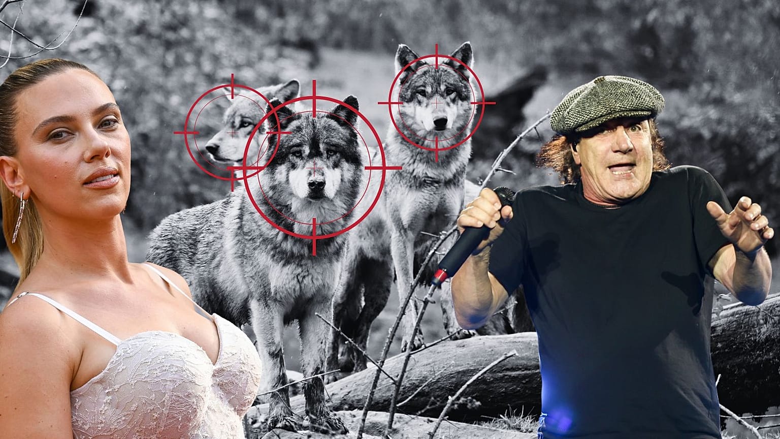 Wie werden Scarlett Johansson und AC/DC eingesetzt, um Wölfe zu verscheuchen?