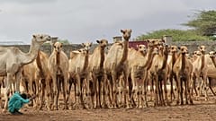 Ein somalischer Mann hütet Kamele auf der Beder-Kamel-Farm am Stadtrand der Hauptstadt Mogadischu, Somalia, am Mittwoch, den 18. Juni 2025.