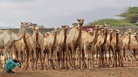 Сомалиец пасет верблюдов на ферме Beder Camel Farm на окраине столицы Могадишо, Сомали, в среду, 18 июня 2025 года.