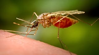 Foto de una hembra de mosquito 'Anopheles funestus' alimentándose. 