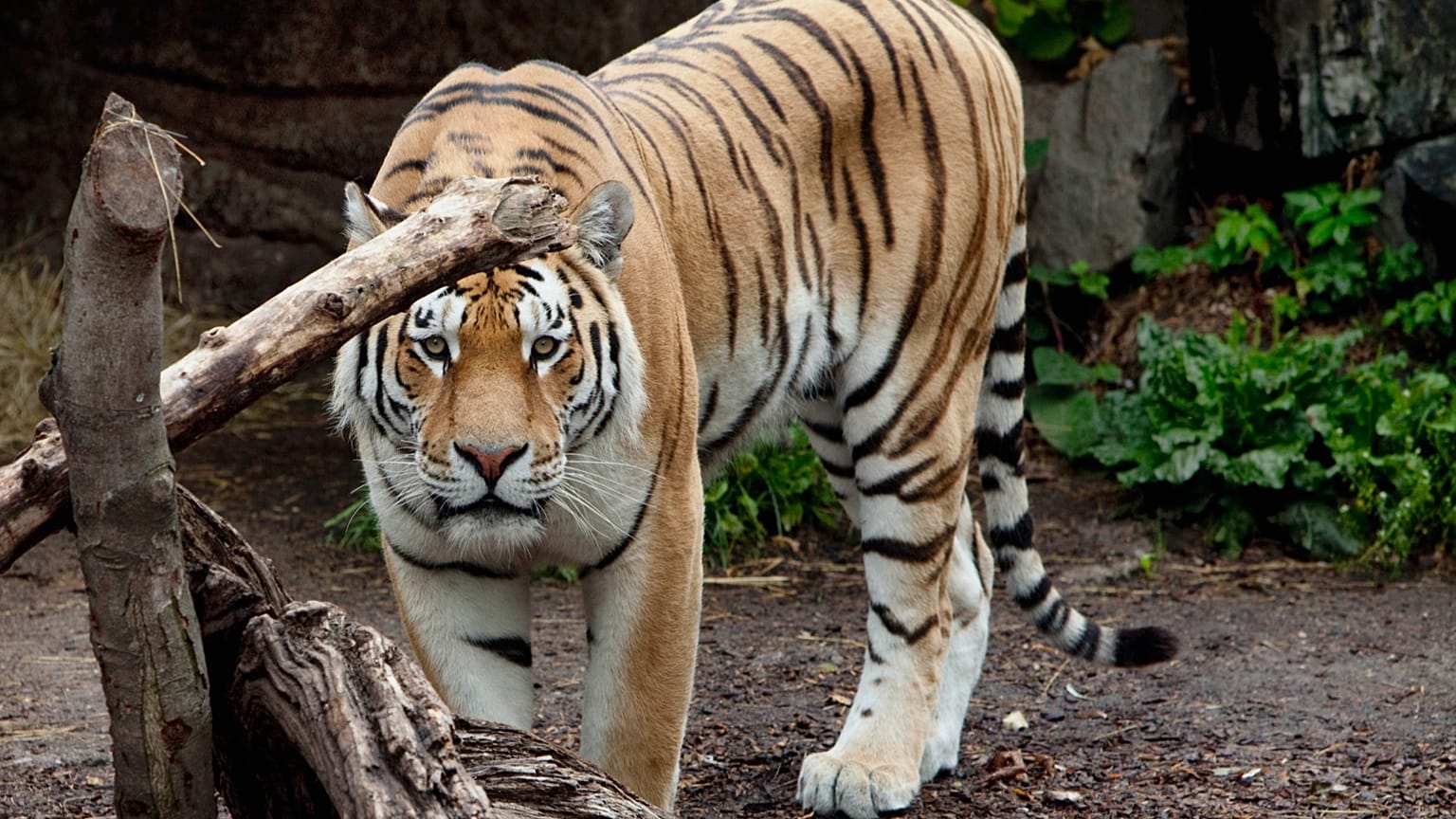 ARQUIVO - Um tigre caminha na toca do tigre no Jardim Zoológico de Copenhaga, Copenhaga, na quarta-feira, 11 de julho de 2012.