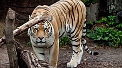 DATEI - Ein Tiger spaziert in der Tigerhöhle im Kopenhagener Zoo, Kopenhagen, am Mittwoch, 11. Juli 2012.