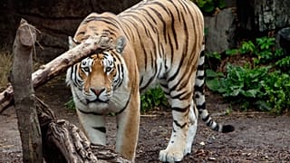 ARQUIVO - Um tigre caminha na toca do tigre no Jardim Zoológico de Copenhaga, Copenhaga, na quarta-feira, 11 de julho de 2012.