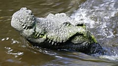 Cocodrilo.