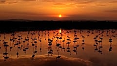 Sonnenuntergang über dem Vansee mit Flamingos