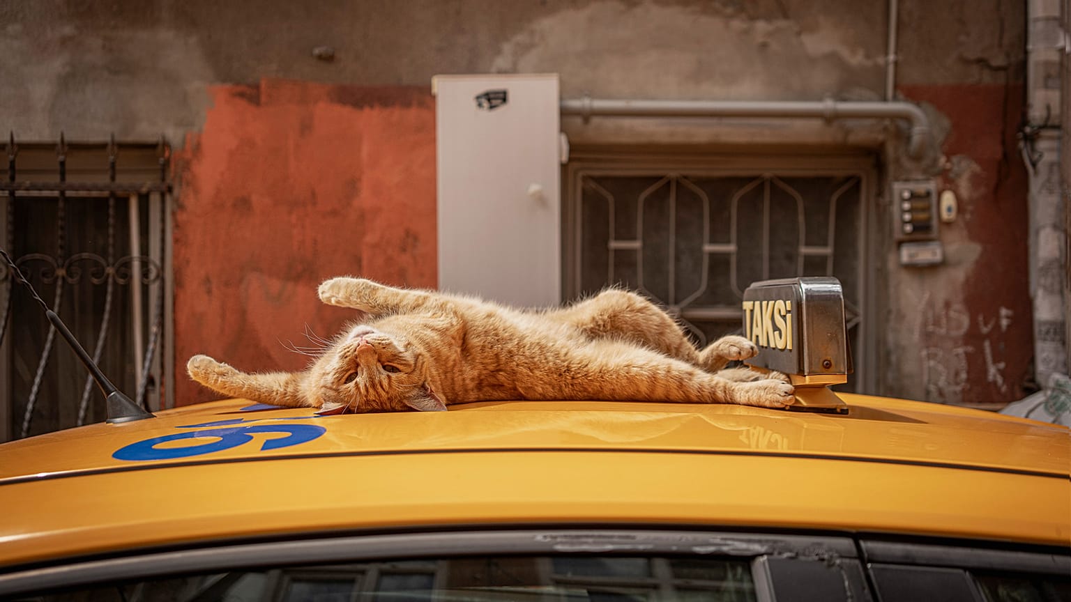İstanbul'un Kedileri.