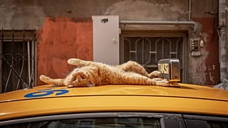 İstanbul'un Kedileri.