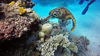 Parts of the Great Barrier Reef experienced their worst coral decline on record last year.