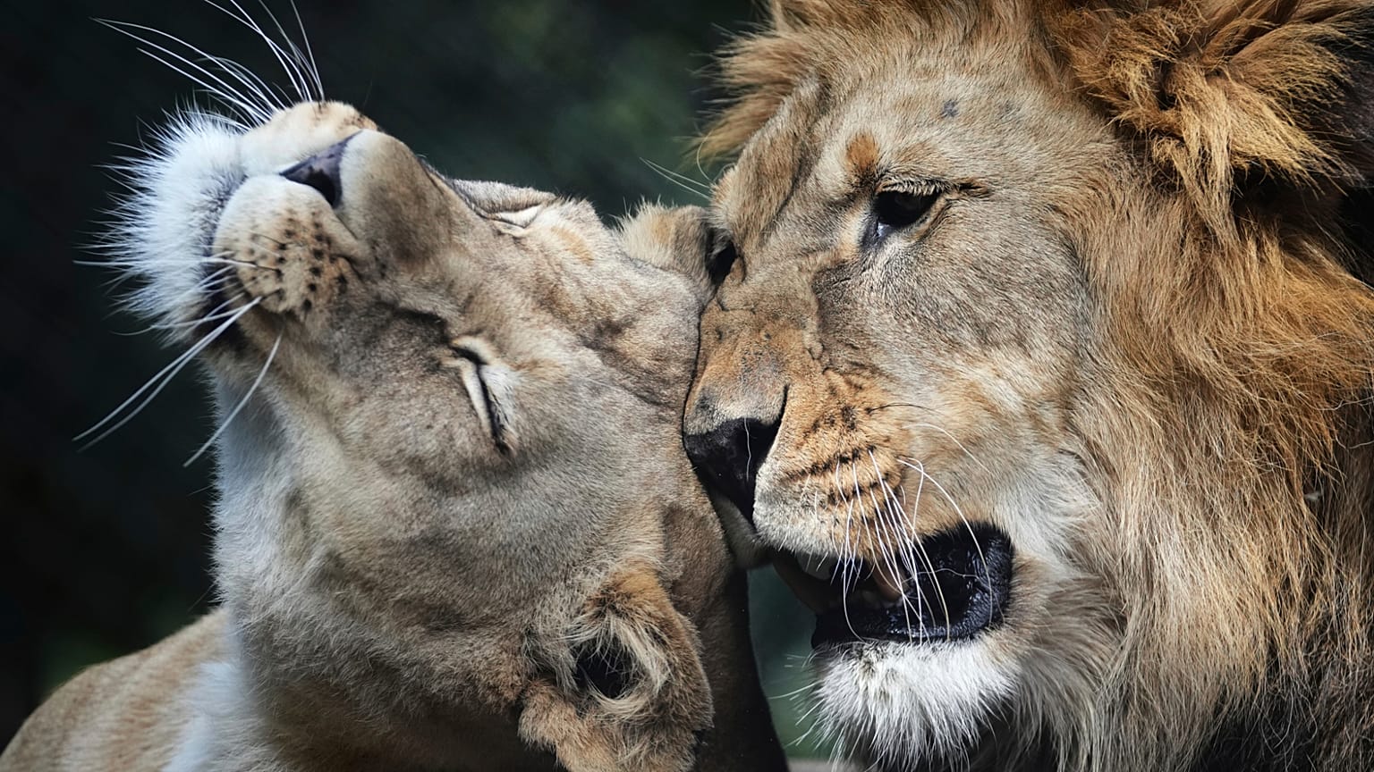Le lion de Barbarie mâle Bart et la femelle Khalila se reposent dans leur enclos, République tchèque, mercredi 6 août 2025