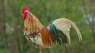 خروس
