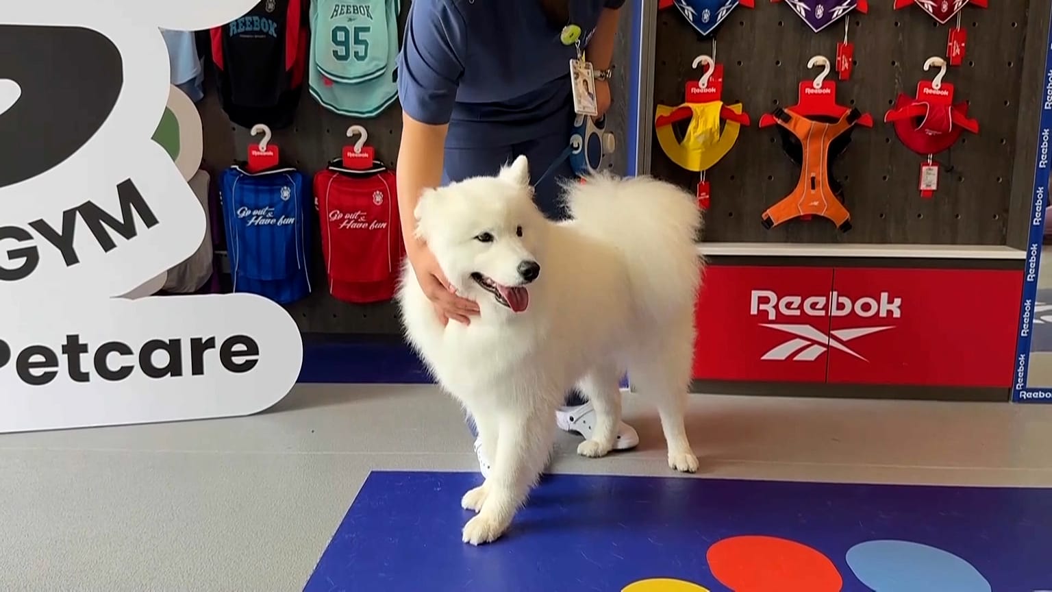 Ekran Görüntüsü - Yavru Köpekler Spor Salonunda: Çin'in İlk Köpek Spor Salonu Şangay'da Açıldı