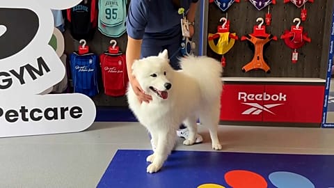 CAPTURE D'ÉCRAN - Chiots au gymnase : le premier gymnase pour chiens de Chine ouvre à Shanghai